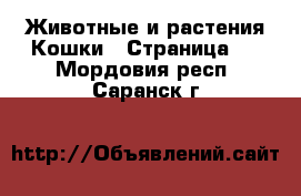 Животные и растения Кошки - Страница 3 . Мордовия респ.,Саранск г.